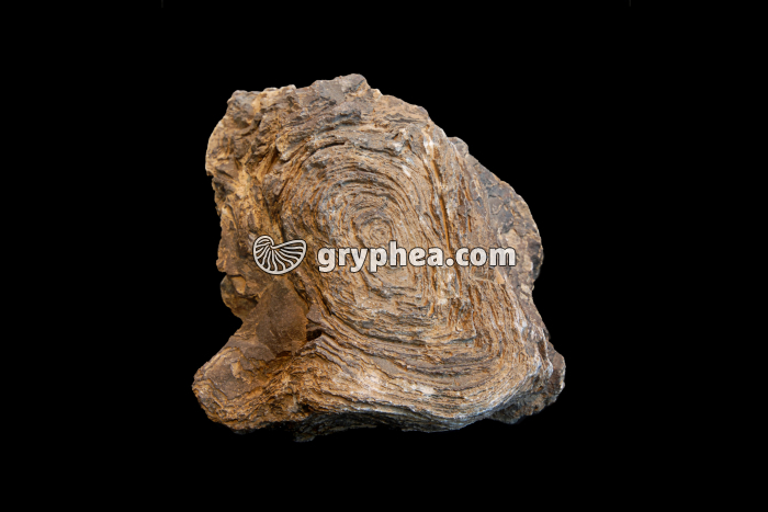 Stromatolite datant du Précambrien - gryphea.com